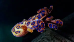 vecteezy_closeup-view-of-a-common-octopus-vulgaris-swimming_43302718