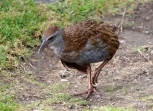 Bird, NZ Weka or Maori hen