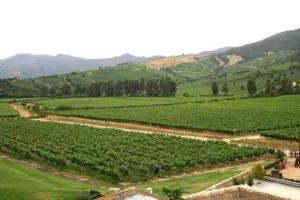 vecteezy_landscapes-and-details-of-beautiful-chilean-vineyards_41512394