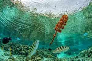 snorkeling in french polynesia coral reef gardens under the rain