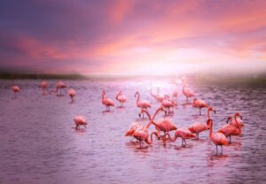 Flamingos feeding in Laguna Colorada on Bolivia's Altiplano at sunrise, highlighting the country's remarkable wildlife and high-altitude landscapes.
