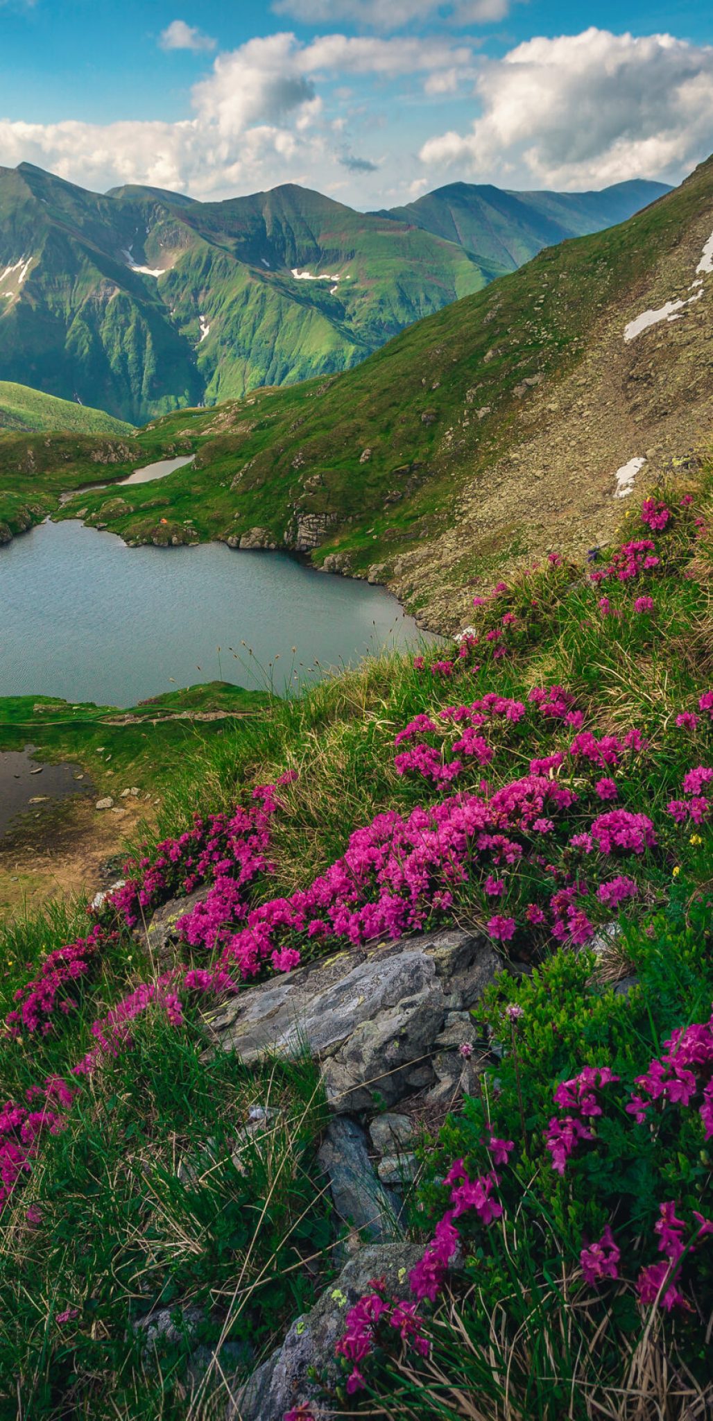 One of the most visited nature scenery at early summer. Spectacular view with lake Capra and blooming rhododendron flowers on the hills, Fagaras mountains, Carpathians, Romania, Europe